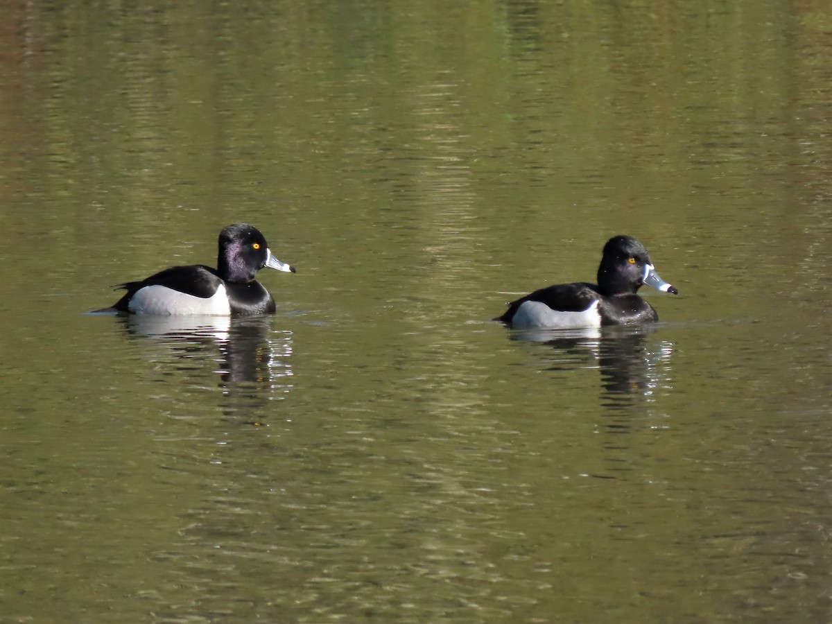 Ring-necked Duck - ML413298601