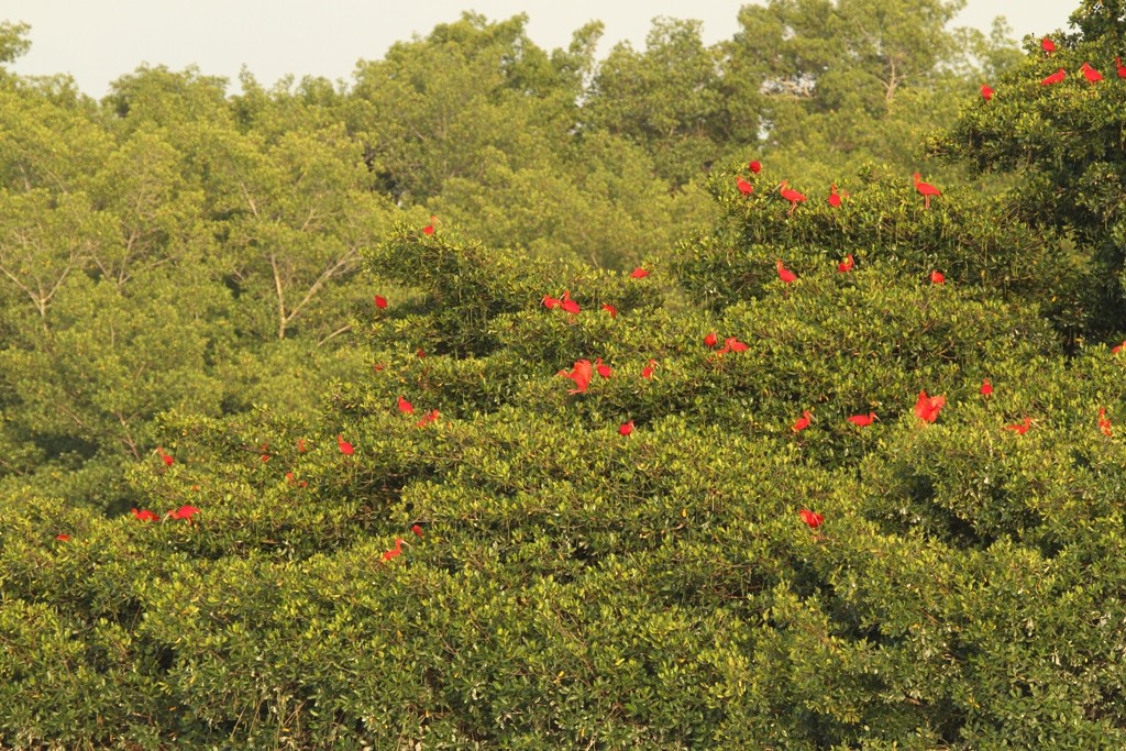 Scarlet Ibis - Brian Ahern