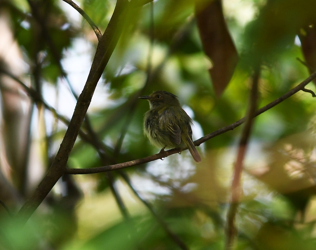 Helmeted Pygmy-Tyrant - ML413298881