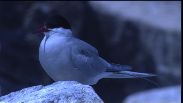 Arctic Tern - ML413299