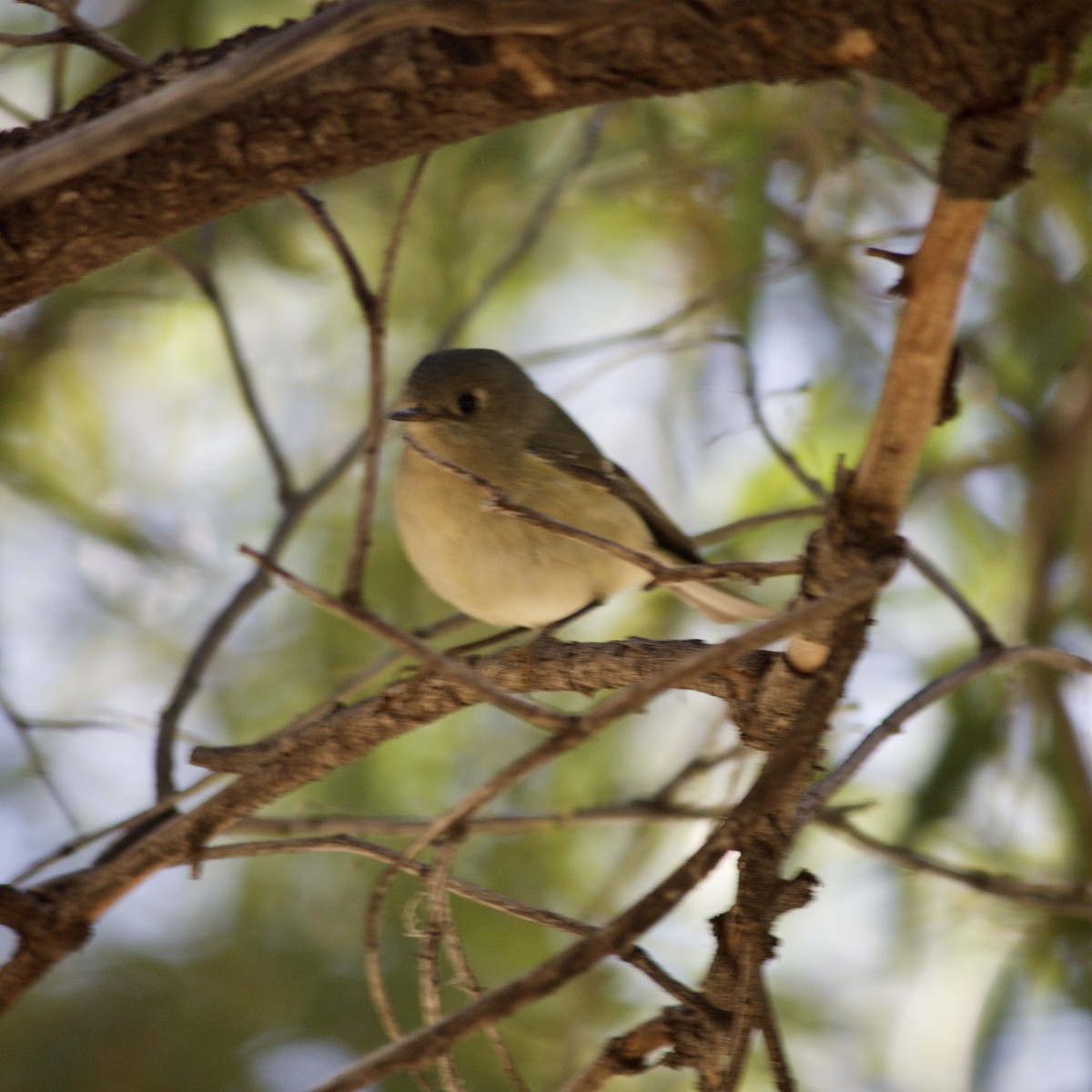 Ruby-crowned Kinglet - ML413300121