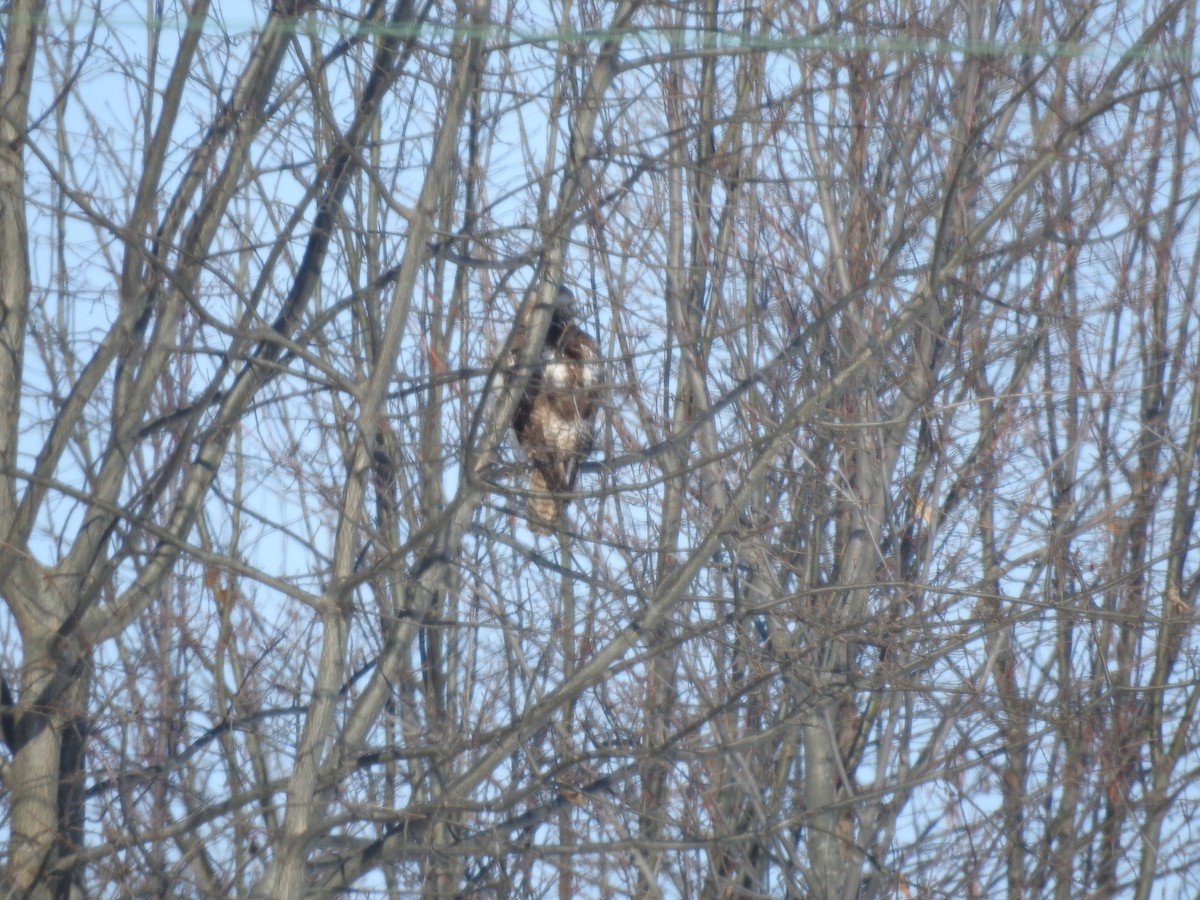 Red-tailed Hawk - Judith Birkel