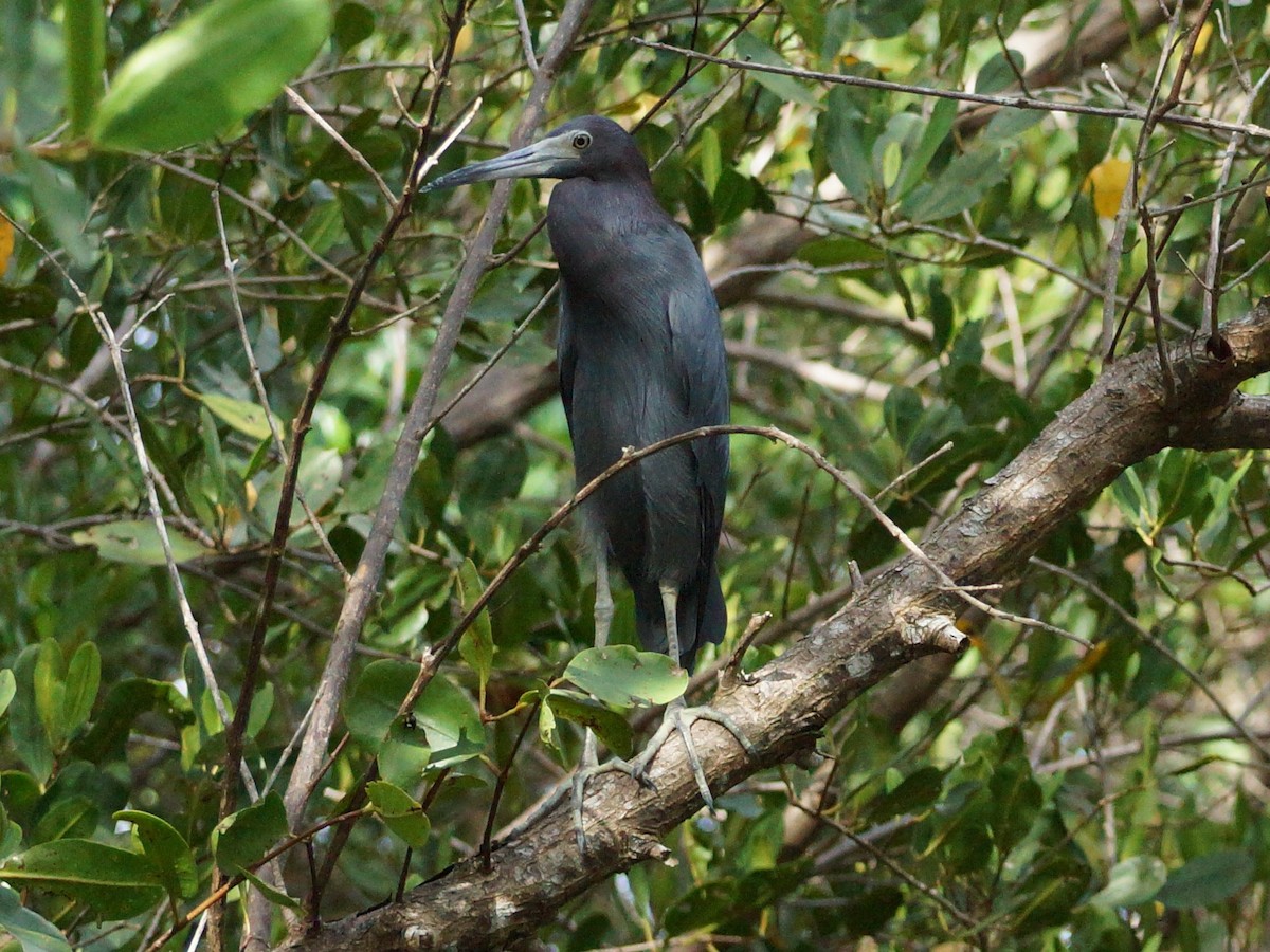 Little Blue Heron - ML41330161