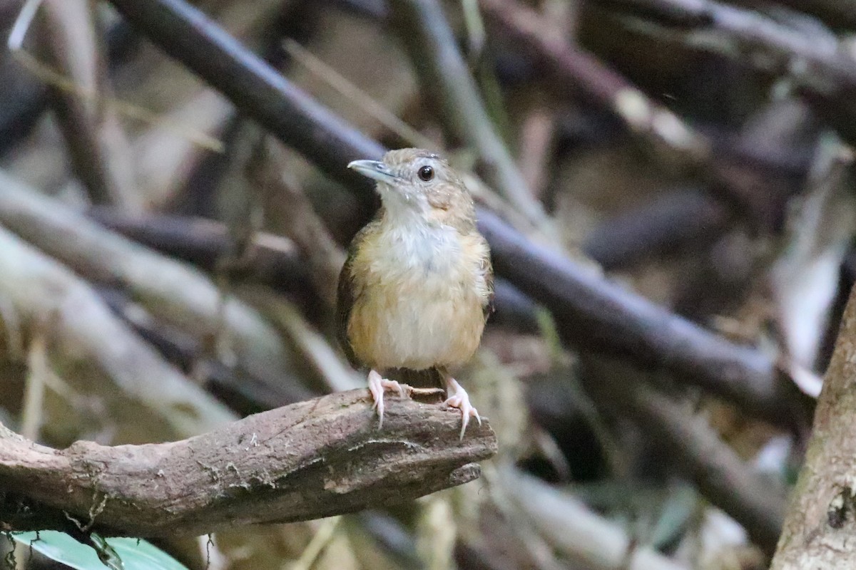 Abbott's Babbler - ML413302641