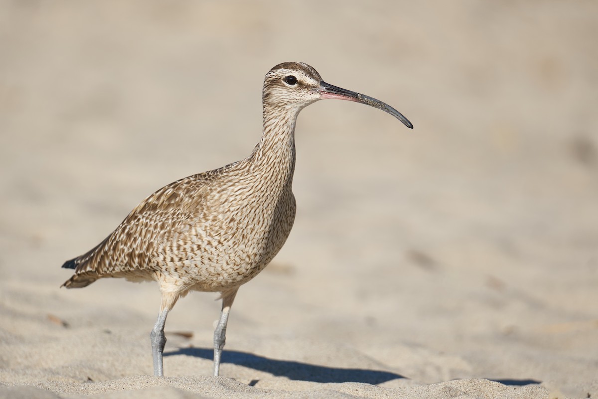 Whimbrel - ML413303171