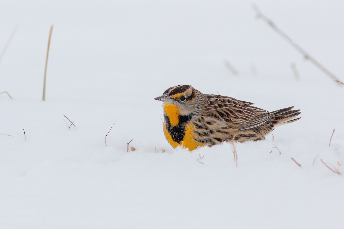 Eastern Meadowlark - James Kroeker