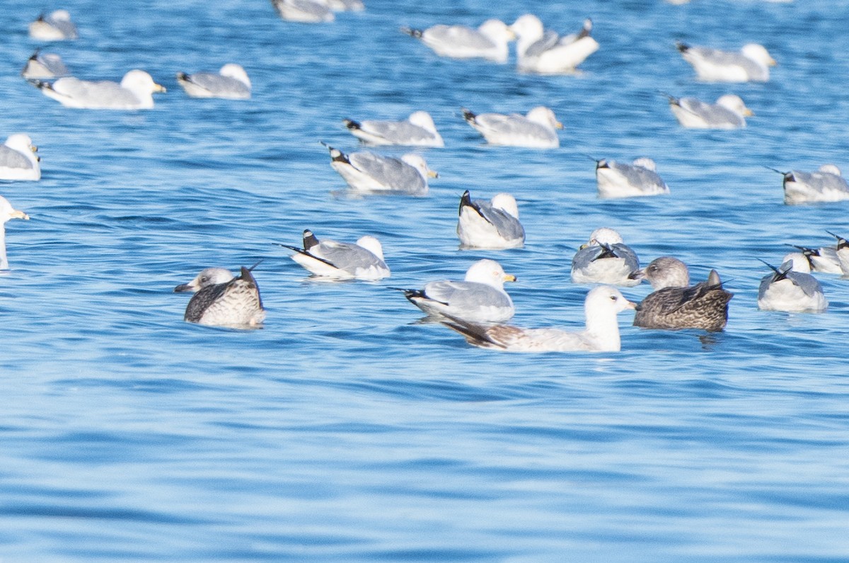 Gaviota Sombría - ML413303621