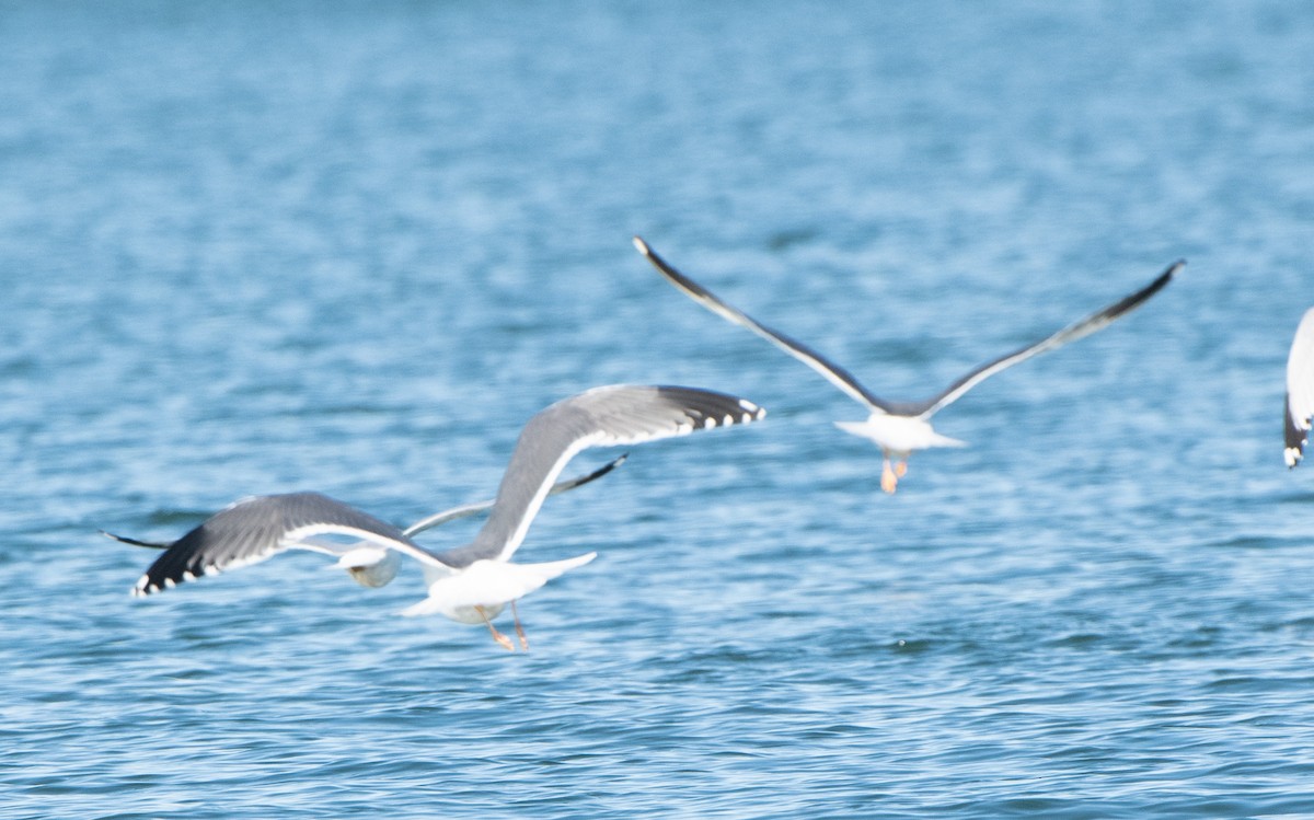 Lesser Black-backed Gull - Jeff Lemons