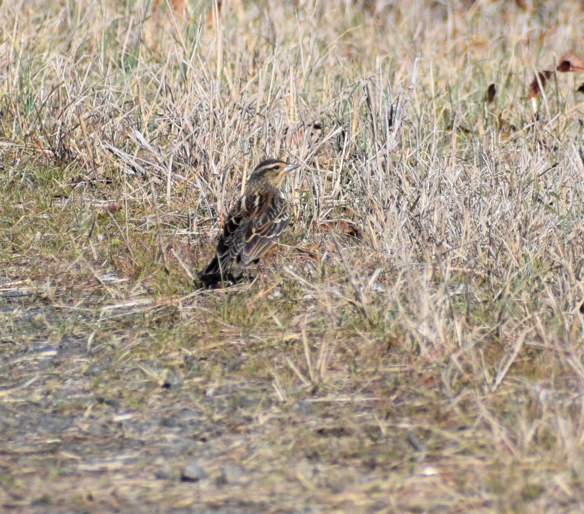 Red-winged Blackbird - ML413303861
