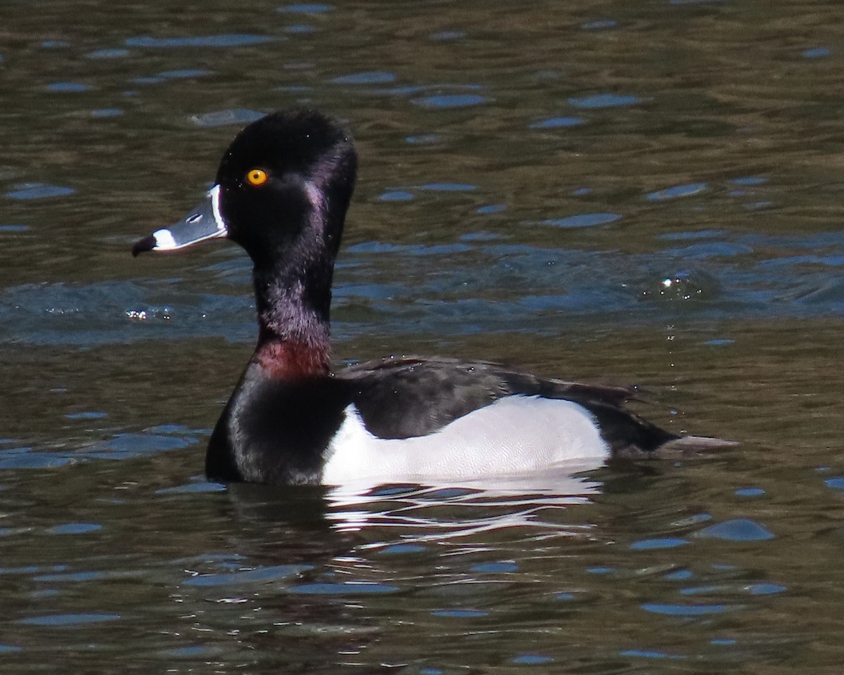 Ring-necked Duck - ML413303911