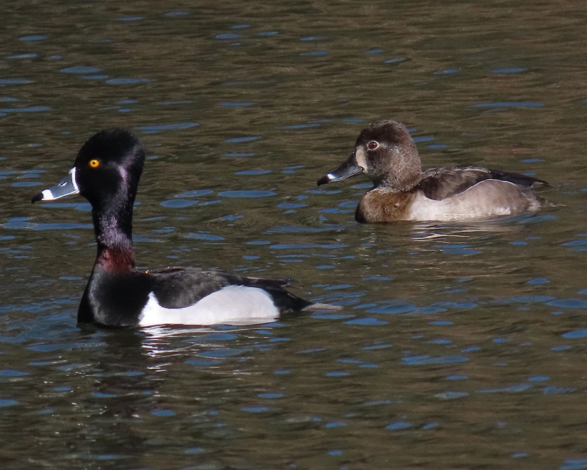 Ring-necked Duck - ML413303961