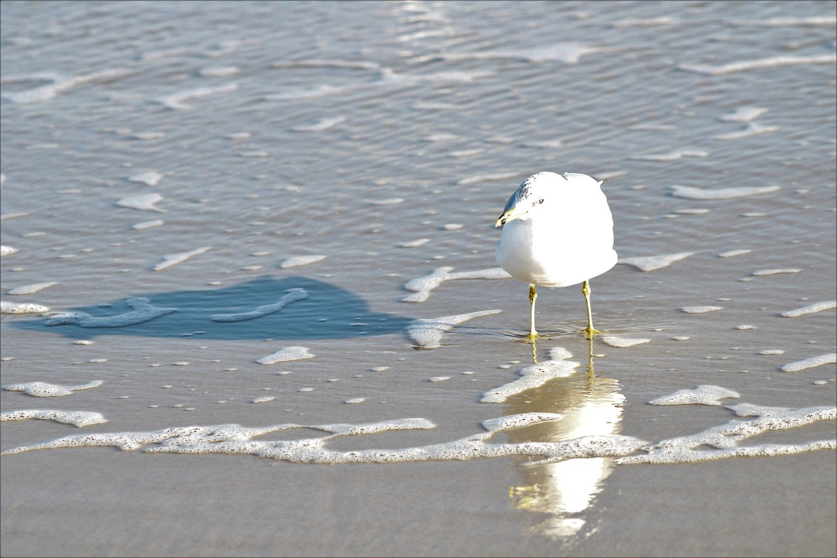 Ring-billed Gull - ML413304411