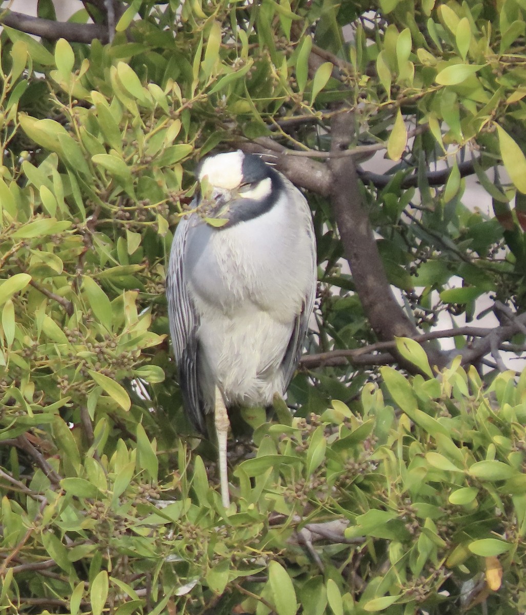 Yellow-crowned Night Heron - ML413305481