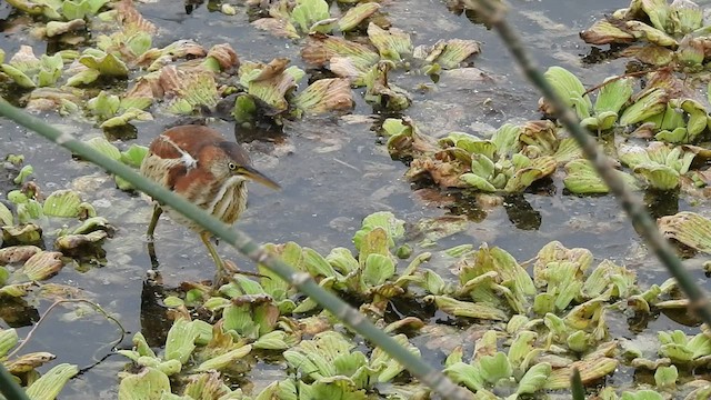 Least Bittern - ML413306471