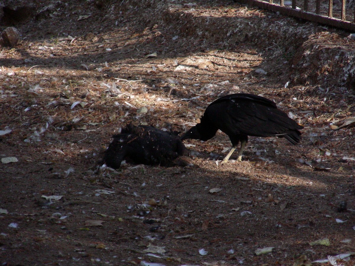 Black Vulture - ML413306801