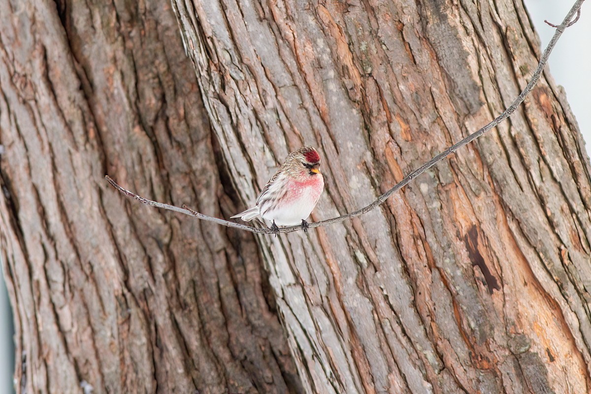 Common Redpoll - James Kroeker