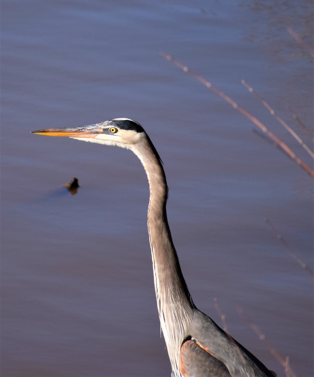 Garza Azulada - ML413308181