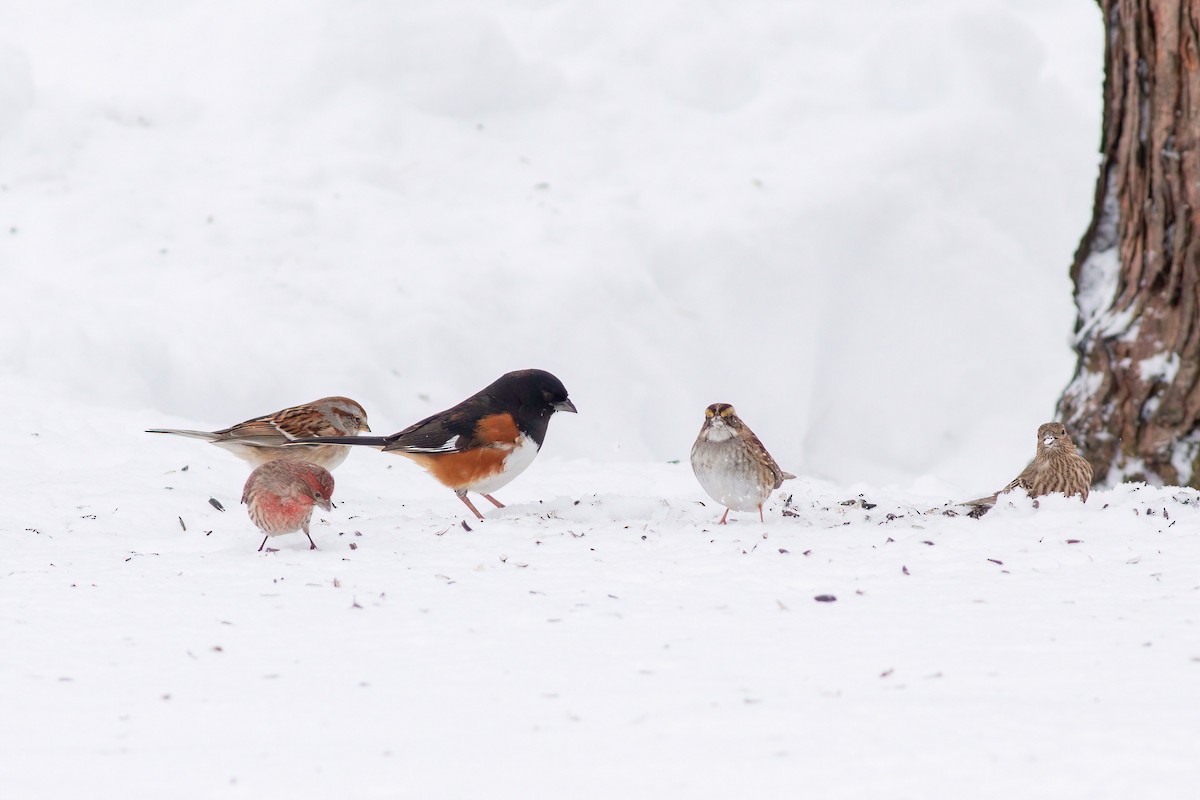 Eastern Towhee - James Kroeker