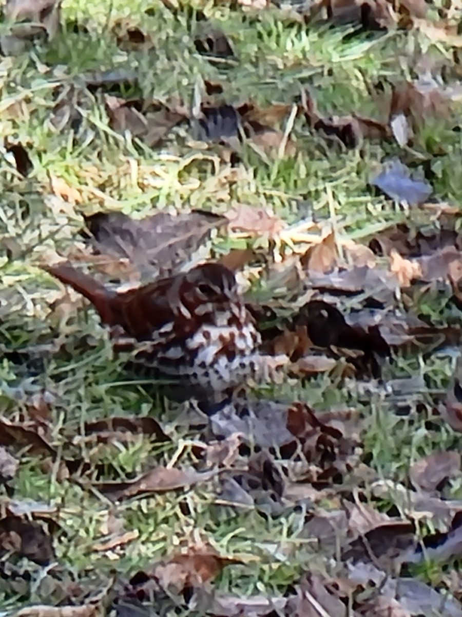 Fox Sparrow - ML413312081