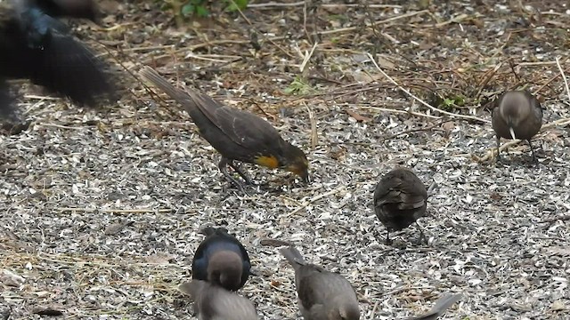 Yellow-headed Blackbird - ML413312291