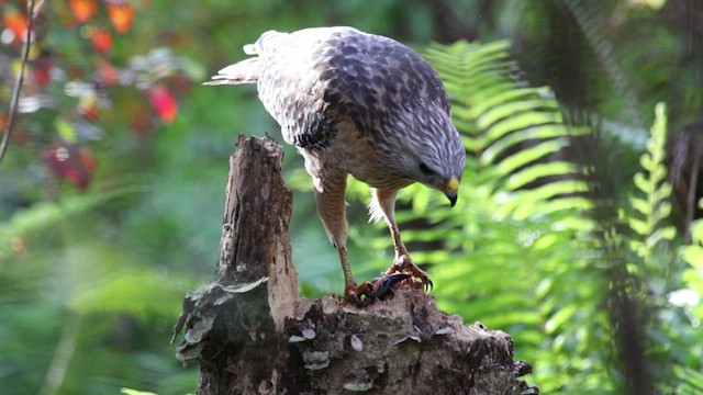 Red-shouldered Hawk (extimus) - ML413313591