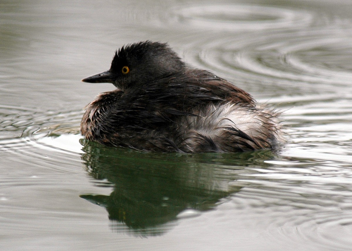 Least Grebe - Magill Weber