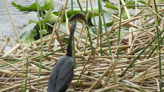 Anhinga d'Amérique - ML413314181