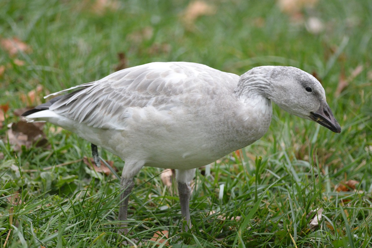 Snow Goose - ML41331561