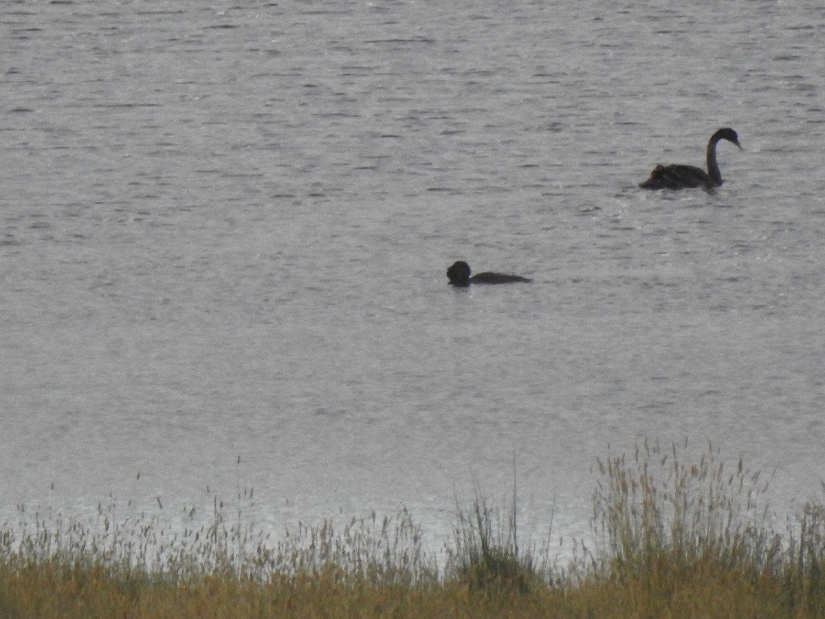 Musk Duck - ML413316861