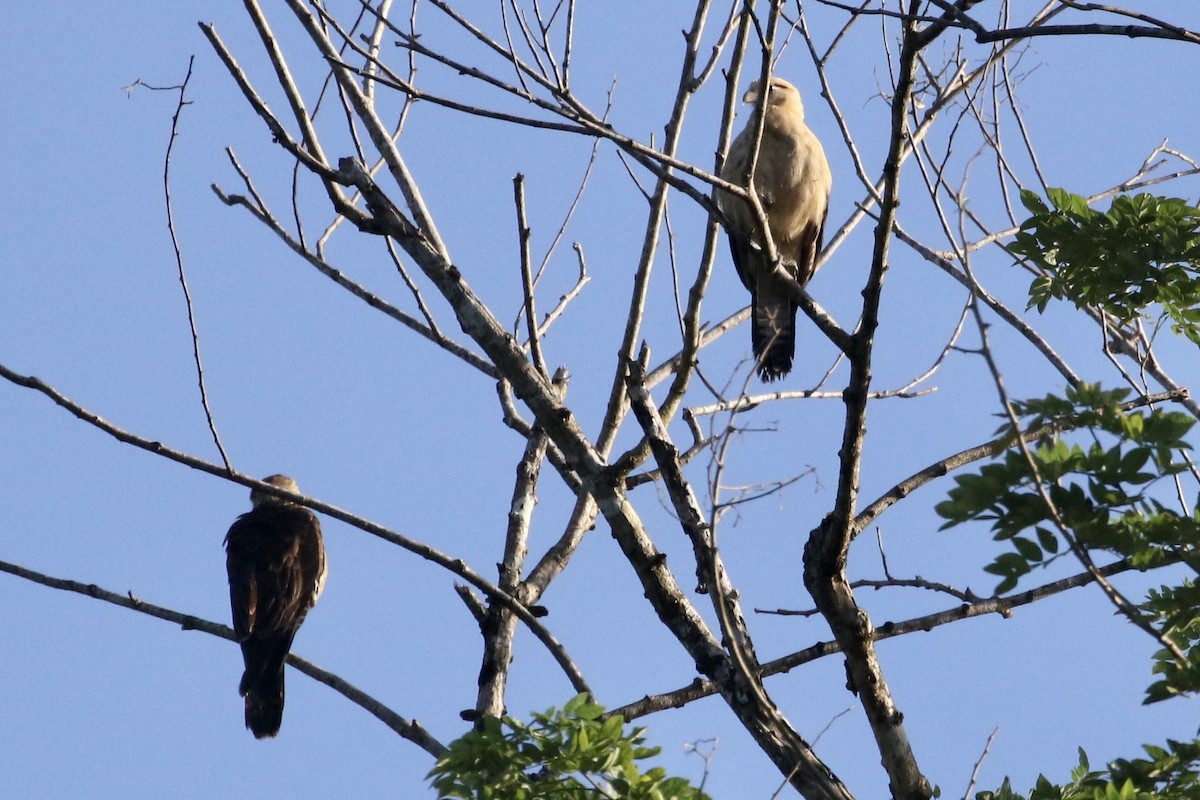 Caracara à tête jaune - ML413318761