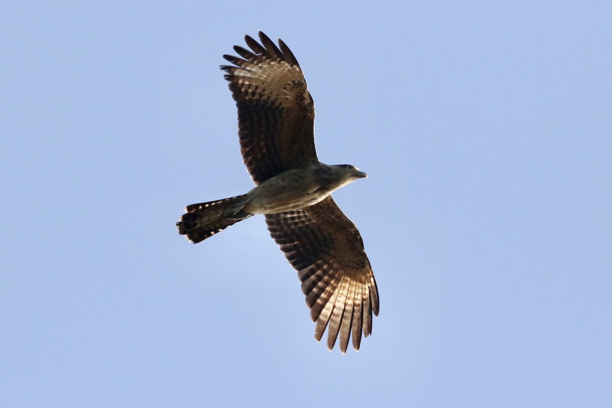 Yellow-headed Caracara - ML413318771