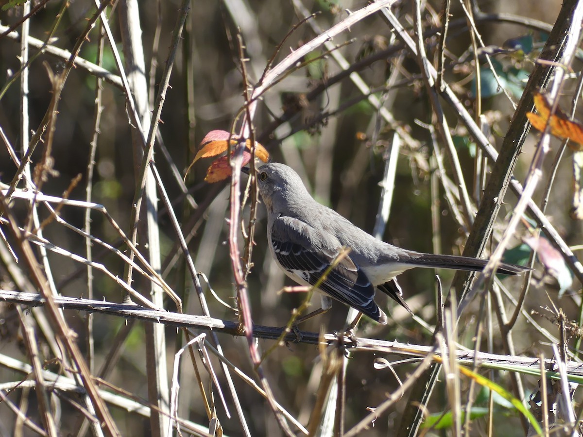 Northern Mockingbird - ML413319591