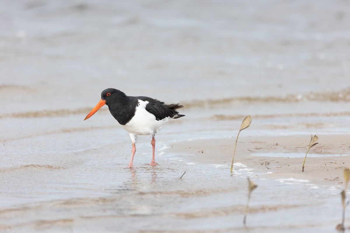 Pied Oystercatcher - ML413320211