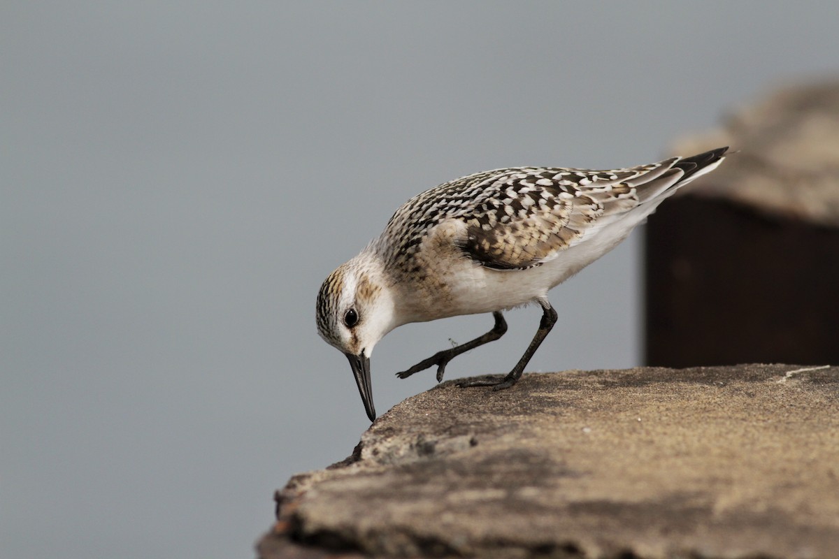 Sanderling - ML41332281