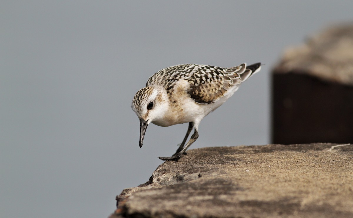 Sanderling - Jay McGowan