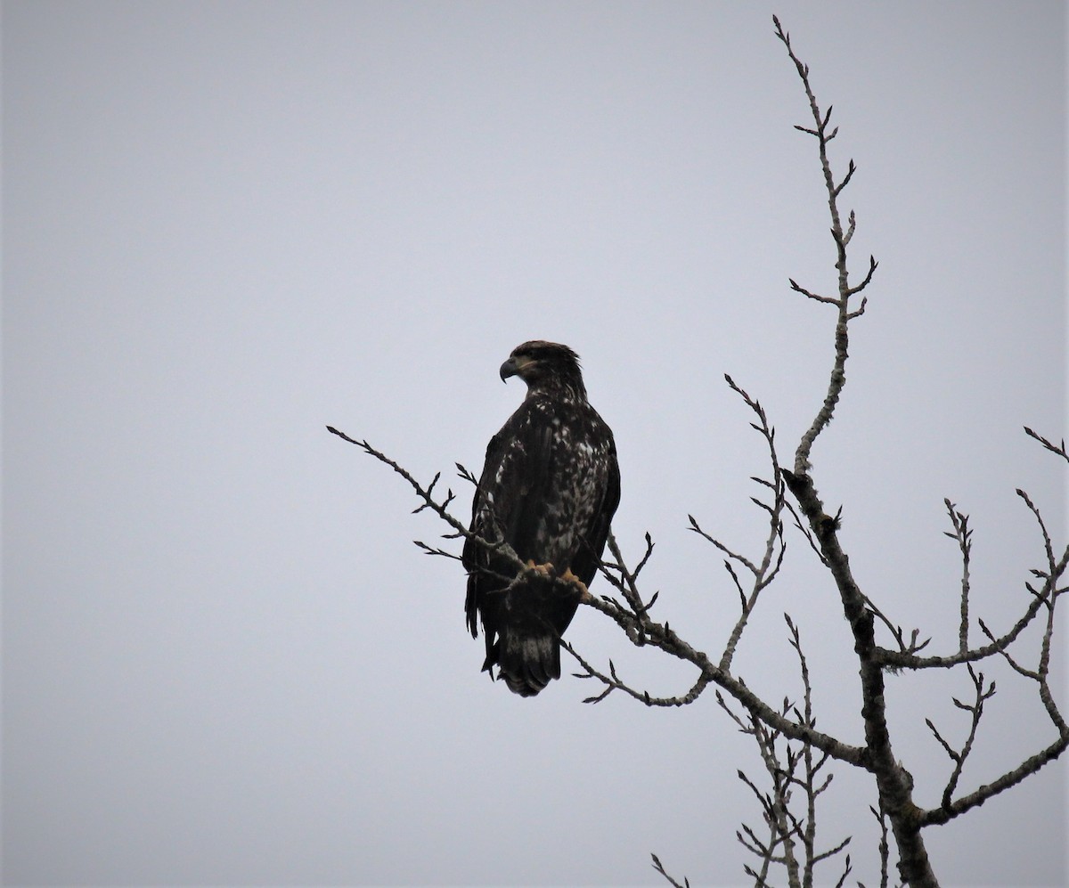 Bald Eagle - Nels Nelson