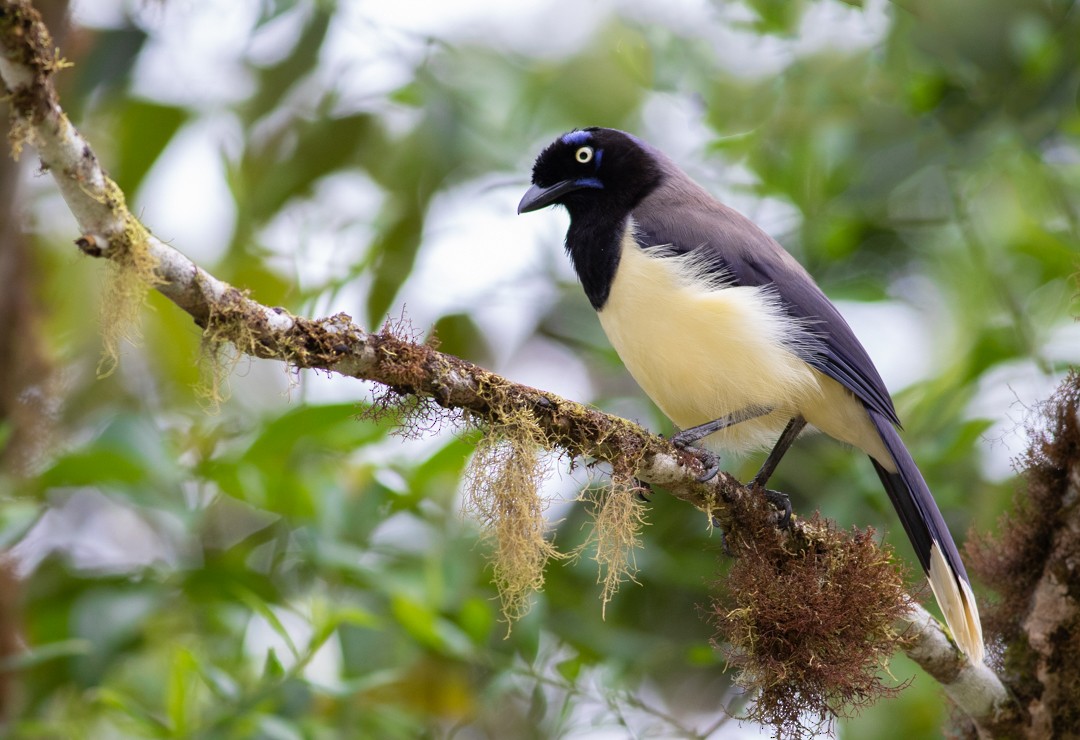 Black-chested Jay - ML413323731