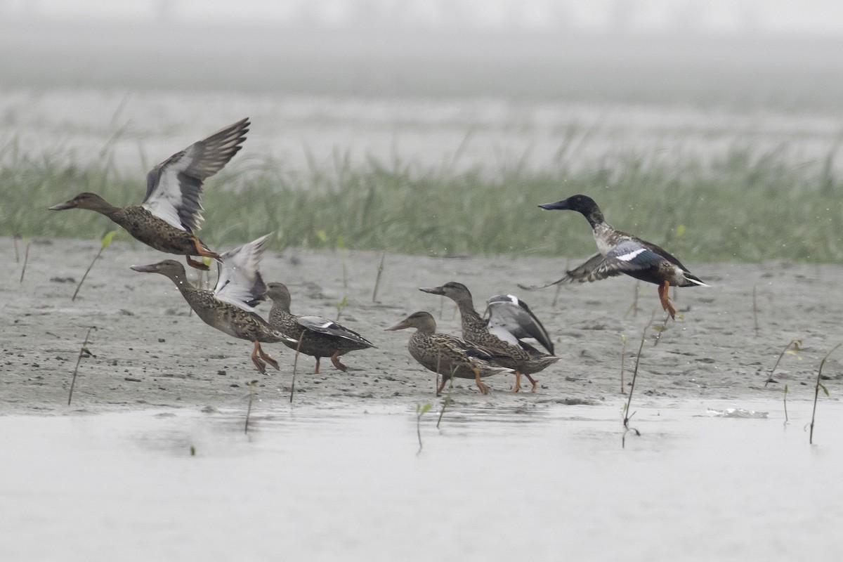 Northern Shoveler - ML413323891