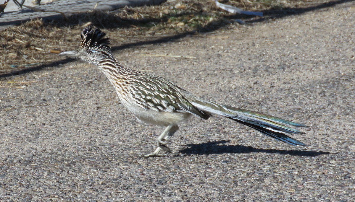 Greater Roadrunner - ML413324091