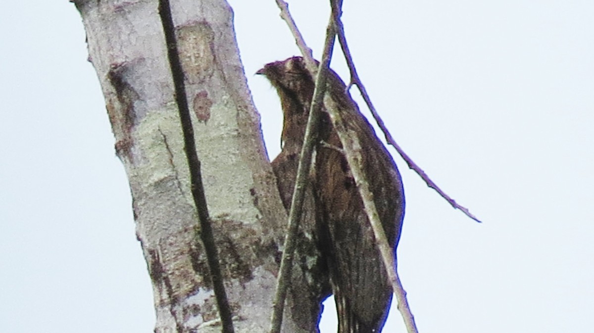 Long-tailed Potoo - ML413325171