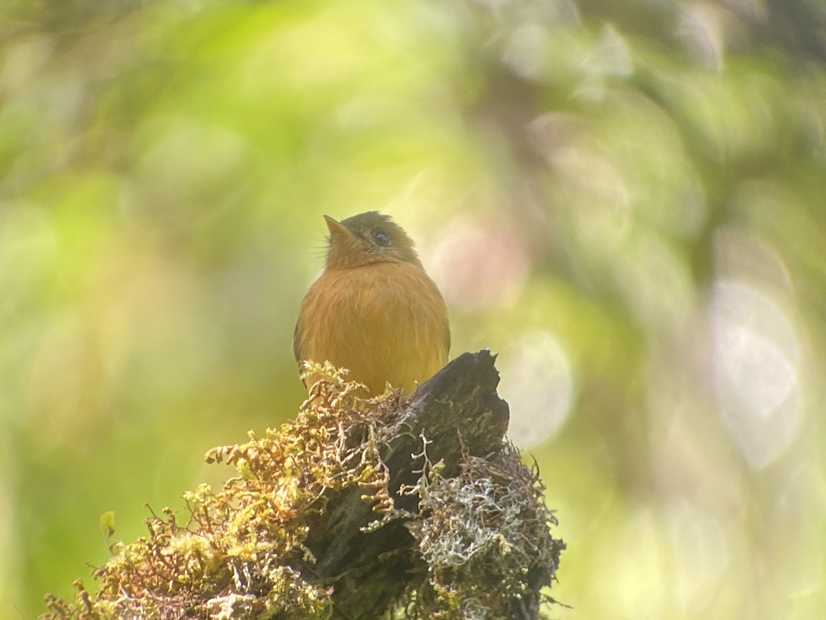 Mosquero Moñudo Común (aurantiiventris) - ML413325251