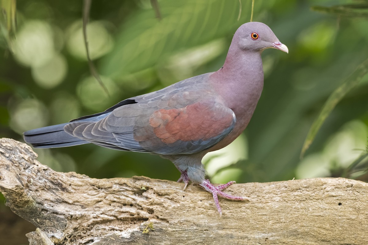 Pigeon à bec rouge - ML413325421