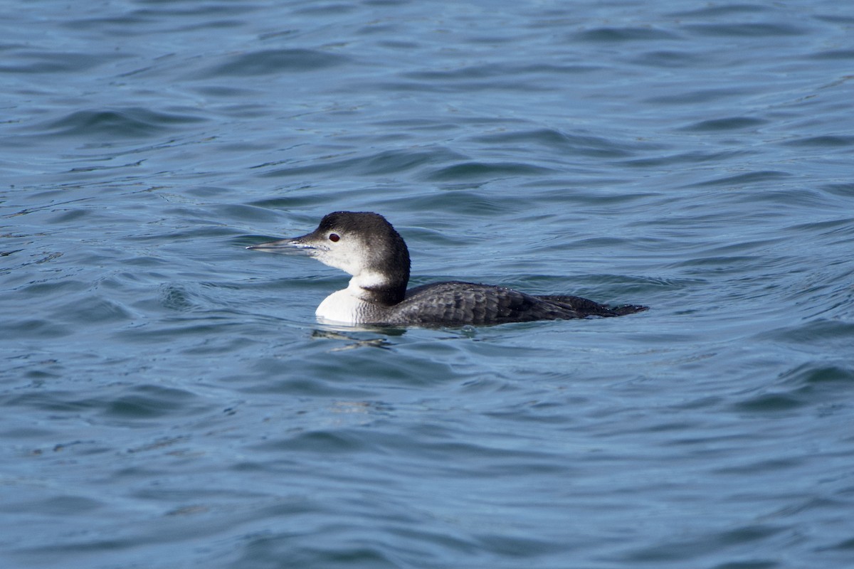 Common Loon - ML413326431