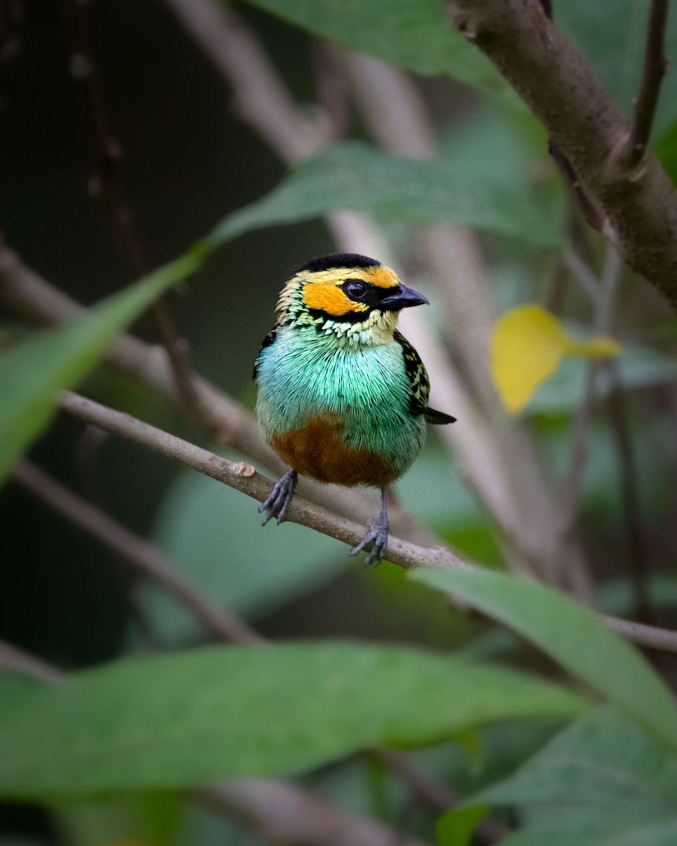 Golden-eared Tanager - ML413326671