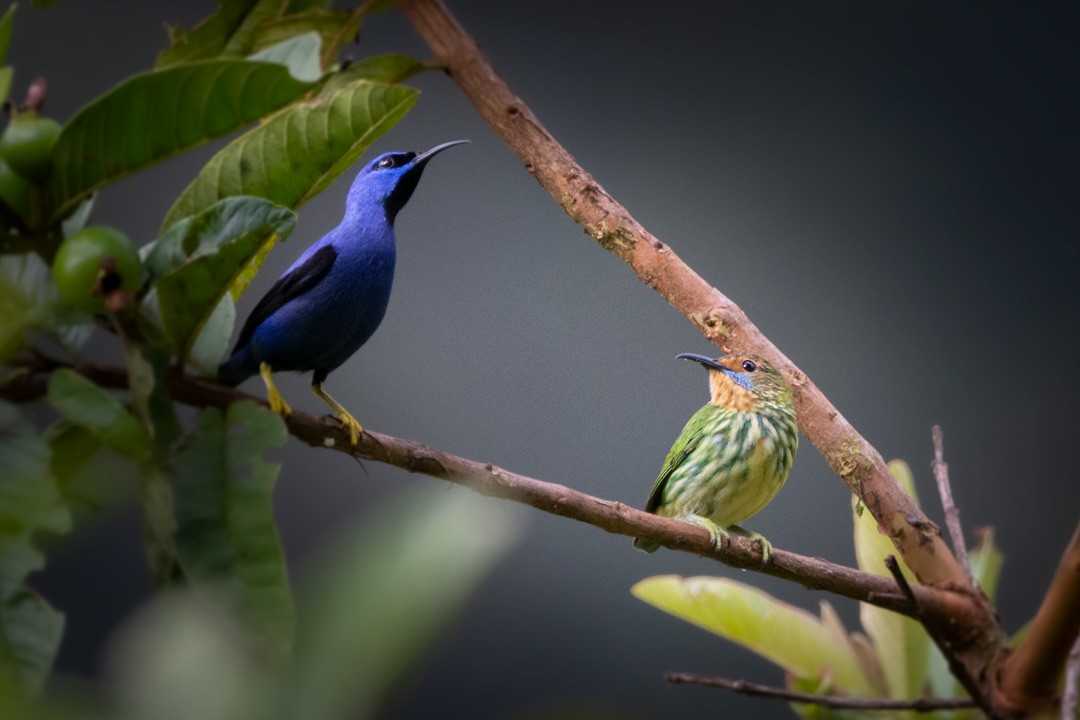 Purple Honeycreeper - ML413326851