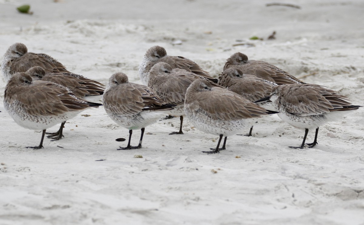 Red Knot - ML413327891