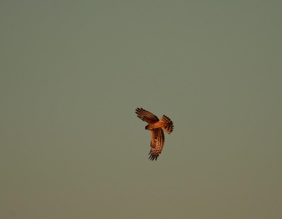 Northern Harrier - Ken Beckley