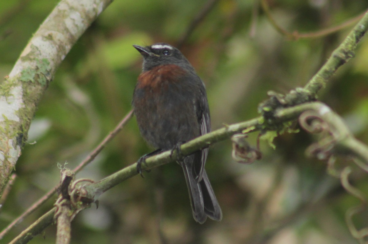 Maroon-belted Chat-Tyrant - ML413329161