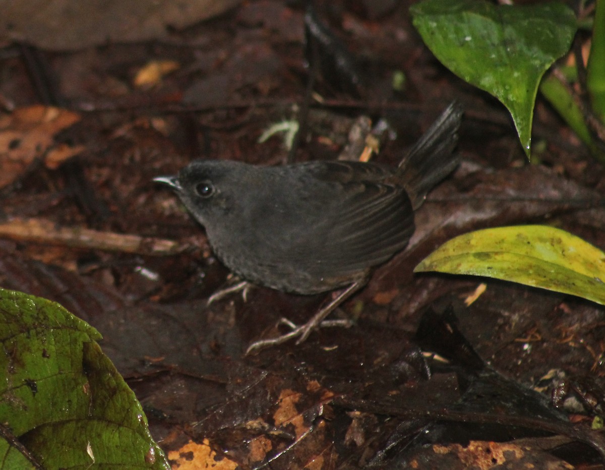 Rufous-vented Tapaculo - Benny celestino Osorio Huamani