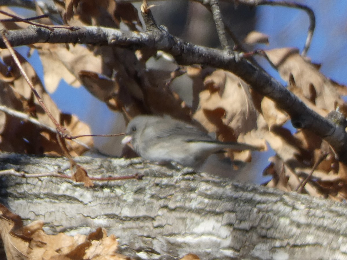 Dark-eyed Junco - ML413332251